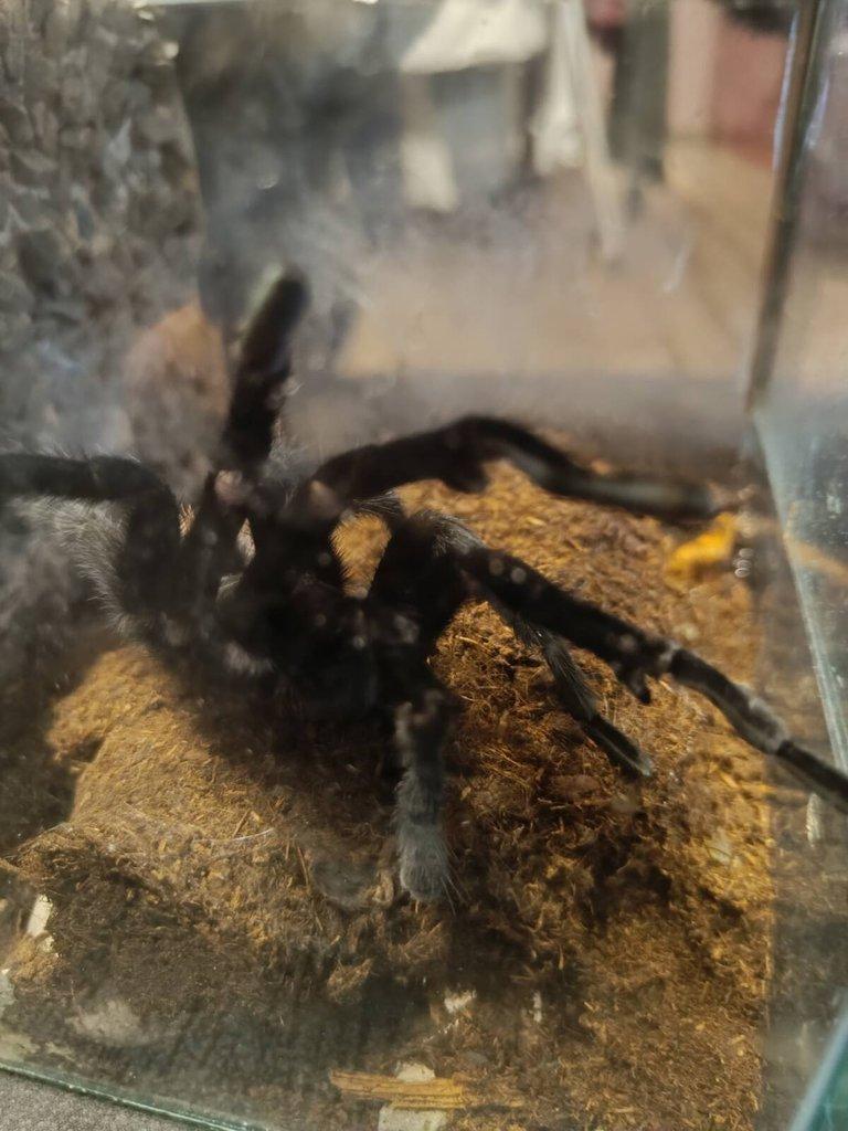 Samec T. kahlenbergi, T.albopilosum