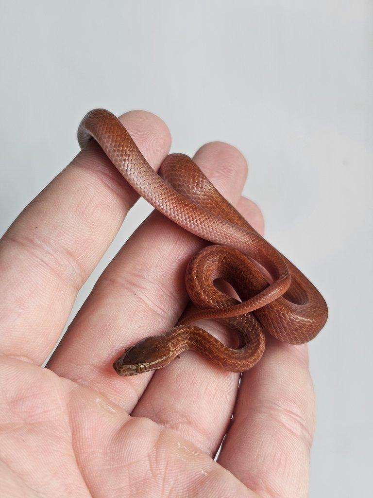 Snakes for Ostrava FaunaThry in June