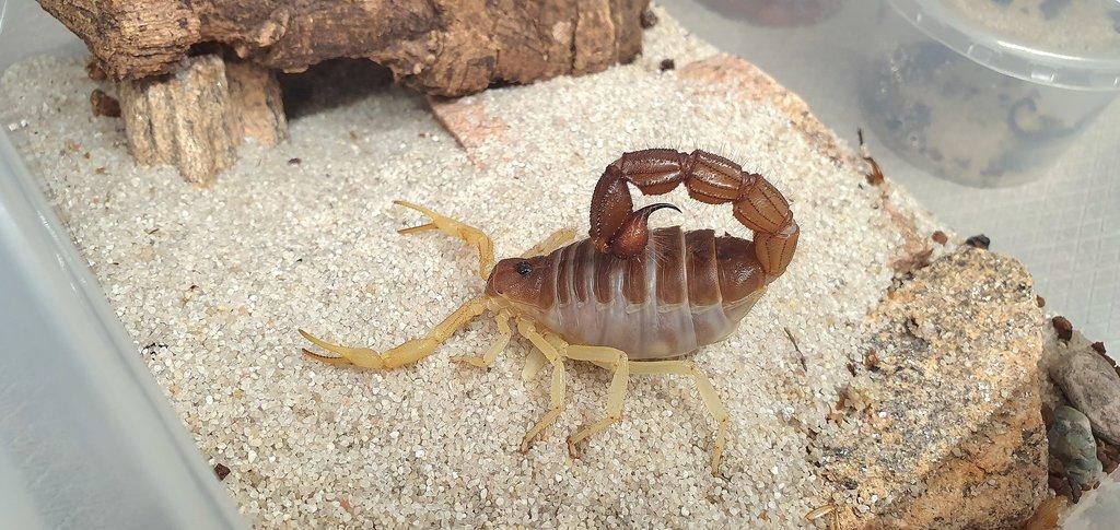 Parabuthus schlechteri