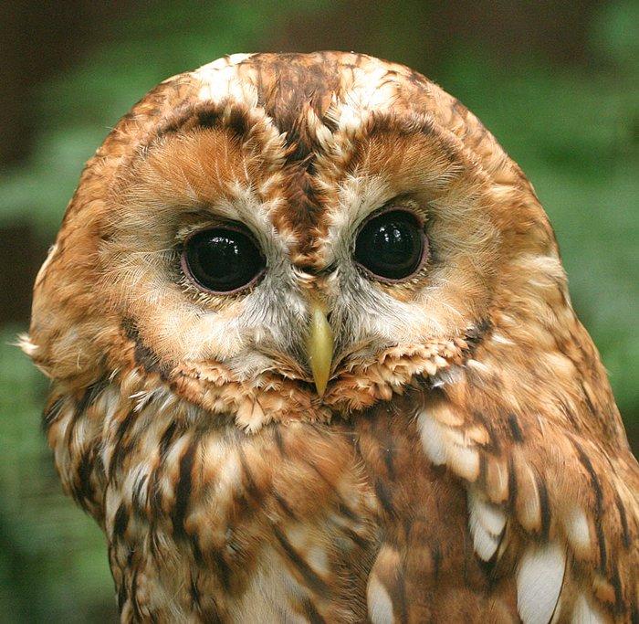 Otus scops, Strix aluco