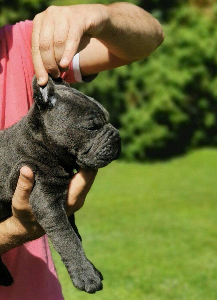 Cane Corso – fenka štěně