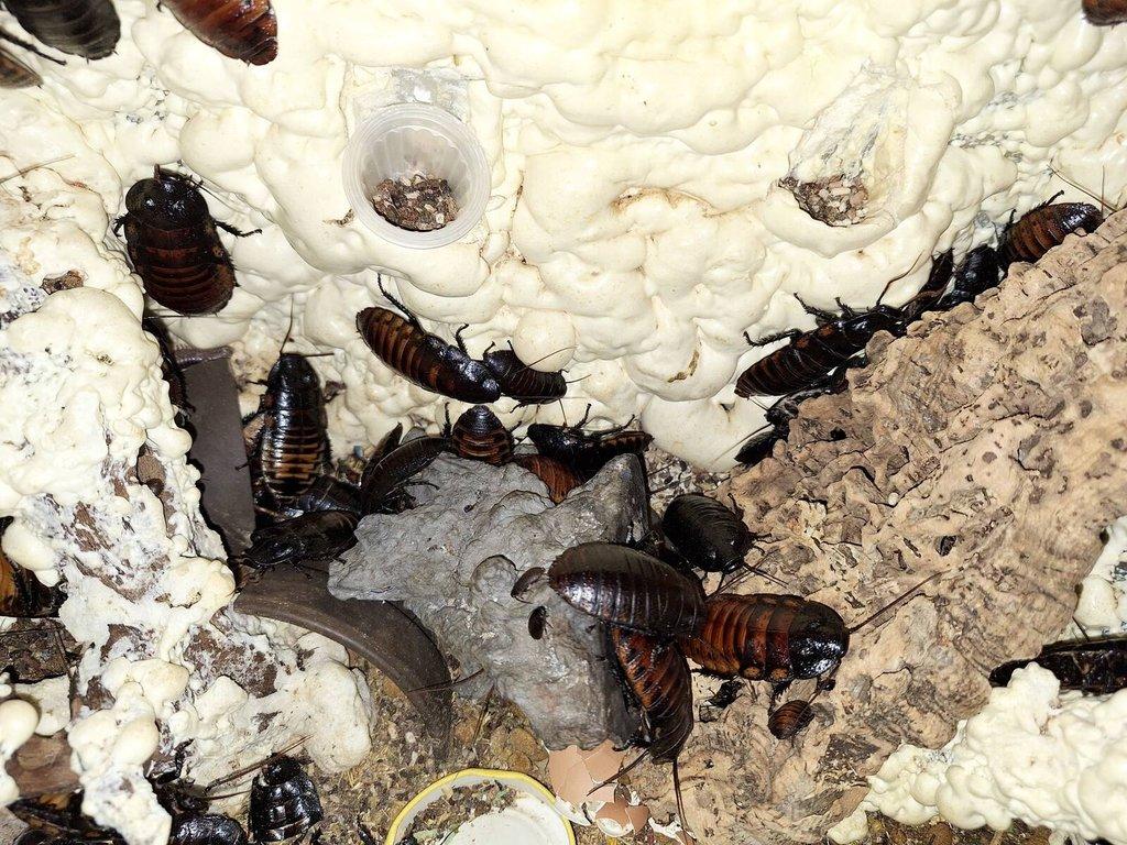 Madagaskarští švábi Gromphadorhina portentosa