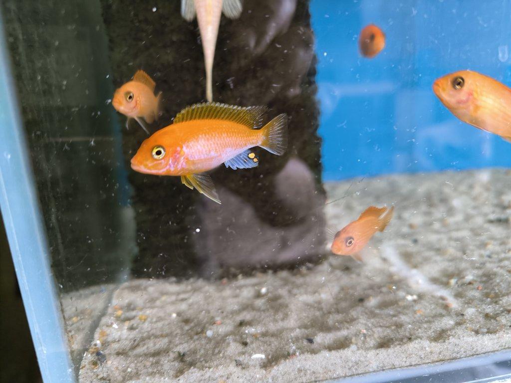 Malawi Tanganika Fauna trhy Ostrava 27.7