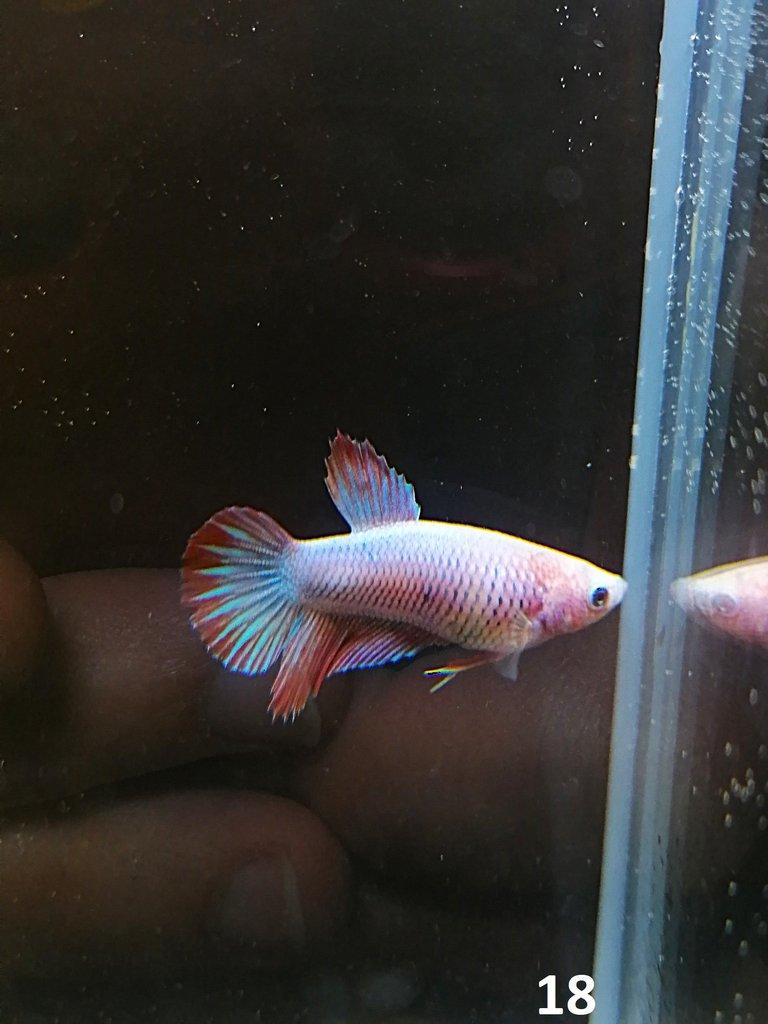 Betta Splendens - Samci