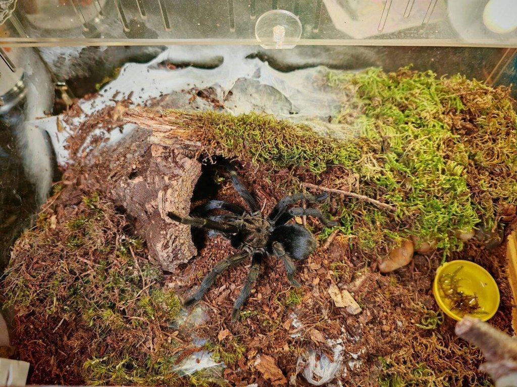 Prodám dospělého samce Grammostola pulchra