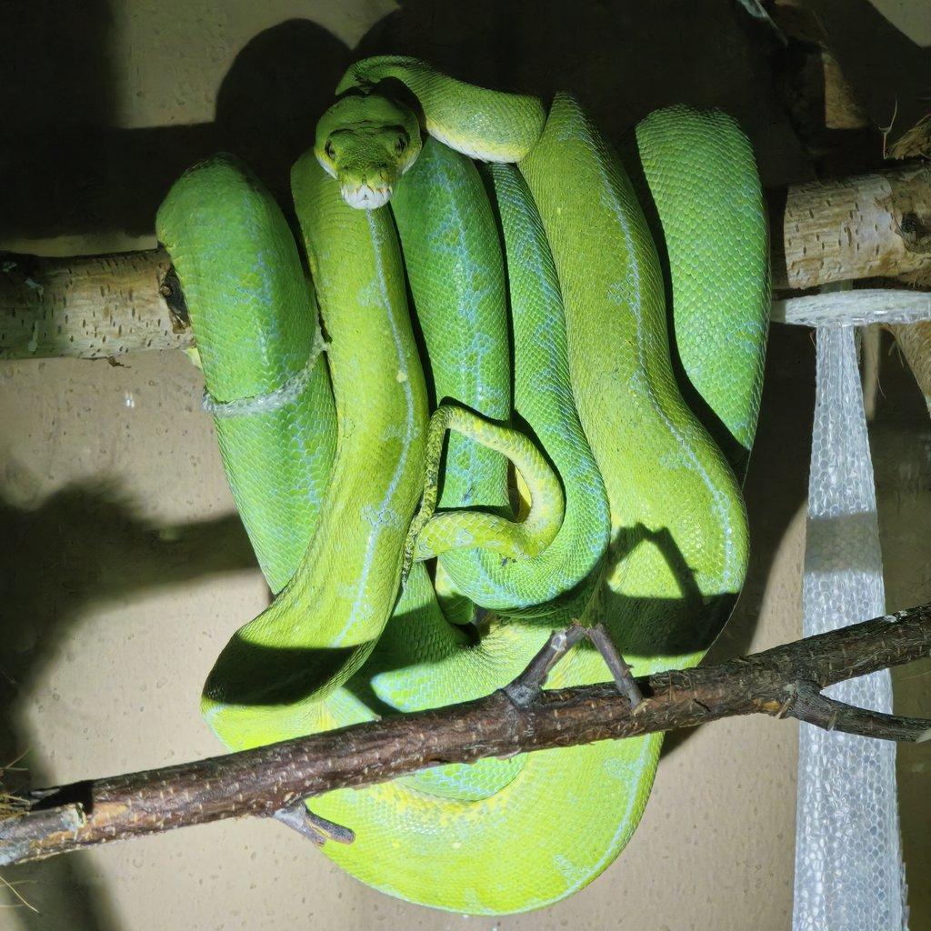 Morelia azurea pulcher (viridis)