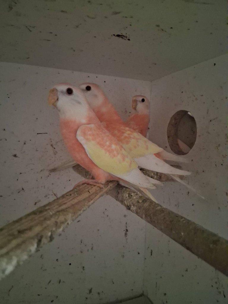 Neofema Bourek Rubino