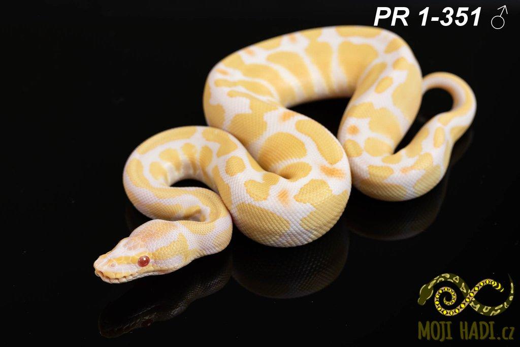 Python regius - Krajta královská