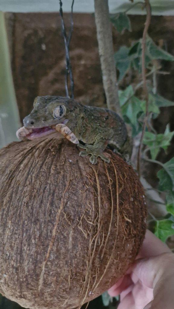 Prodám Mniarogekko chahoua