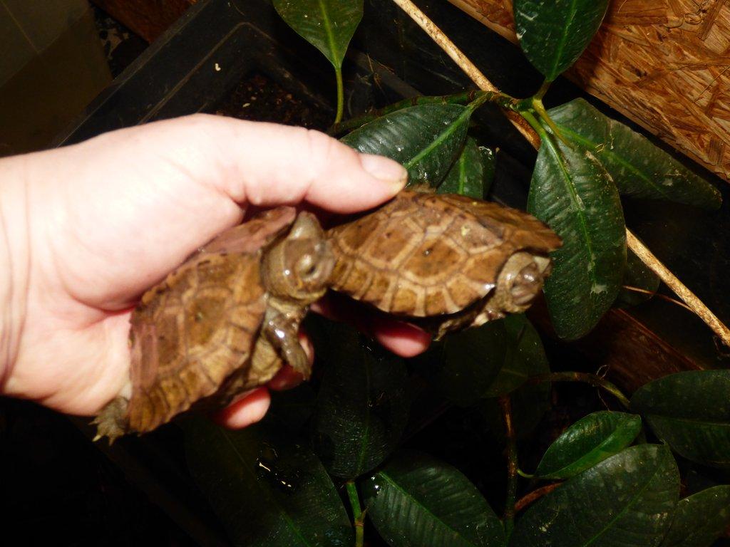 Želva černavá (Heosemys grandis)