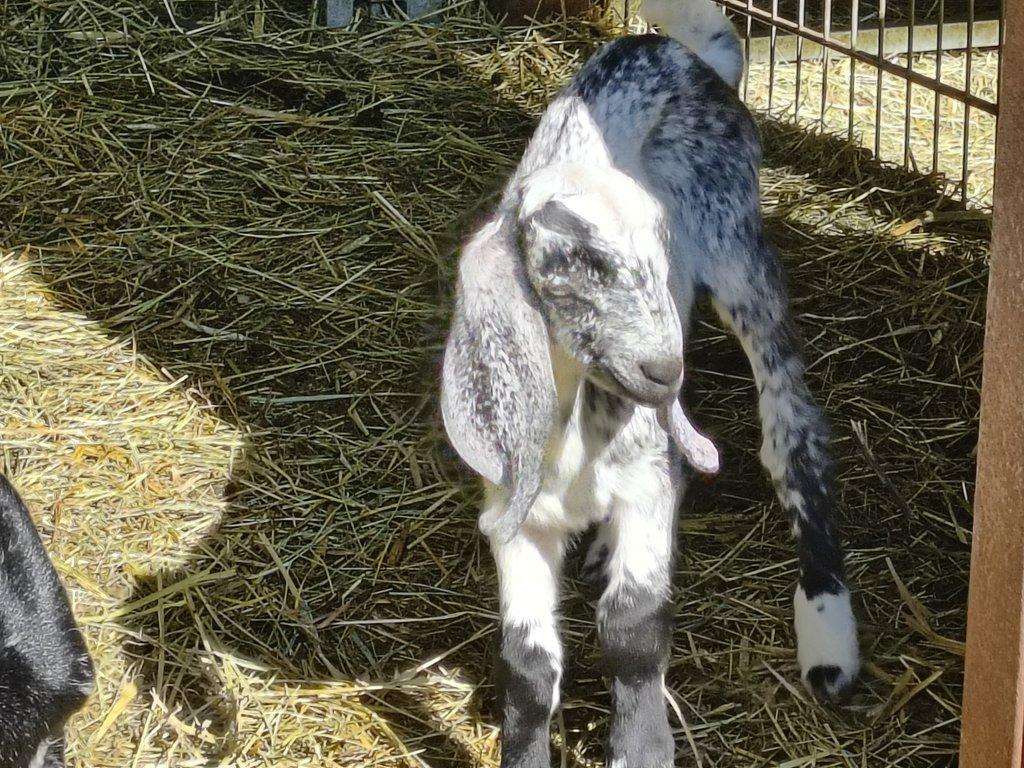 100% AN kozlík - Oreo