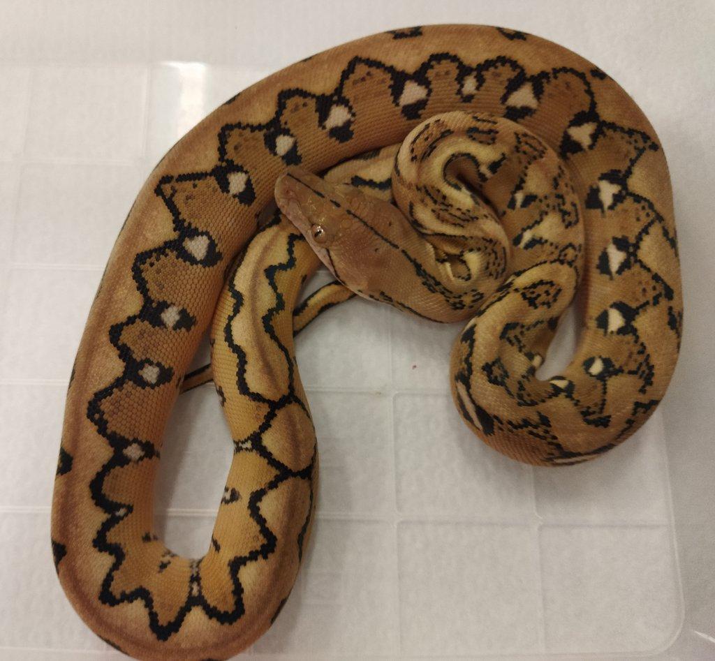 Malayopython reticulatus CB 2025
