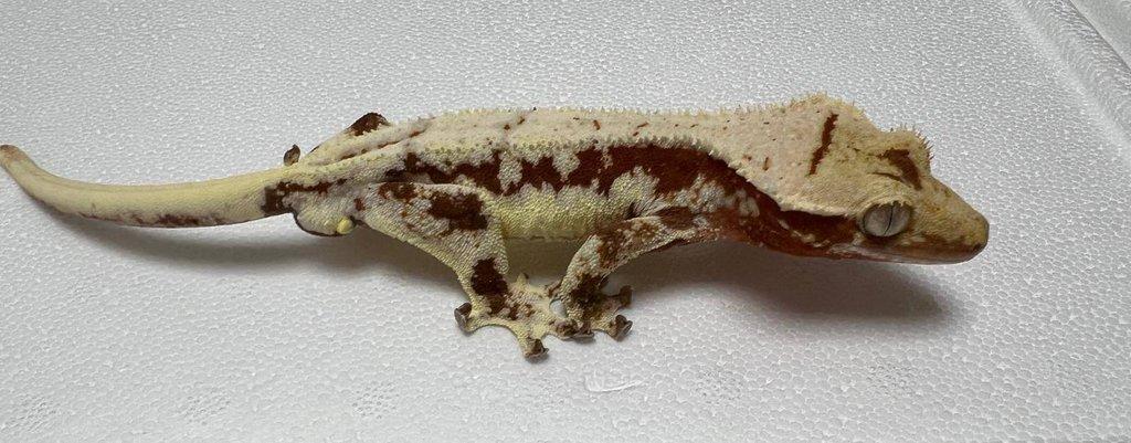 Pagekon řasnatý- Correlophus ciliatus
