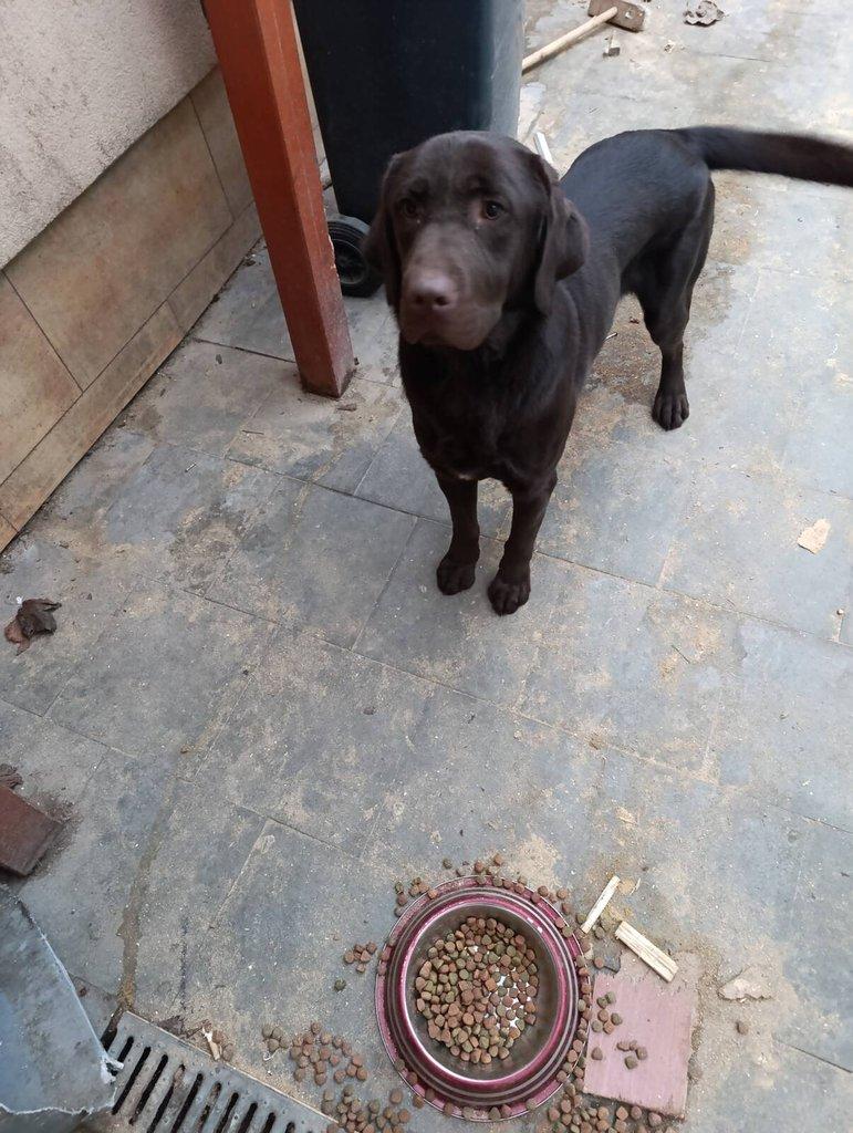 Čokoládový labrador