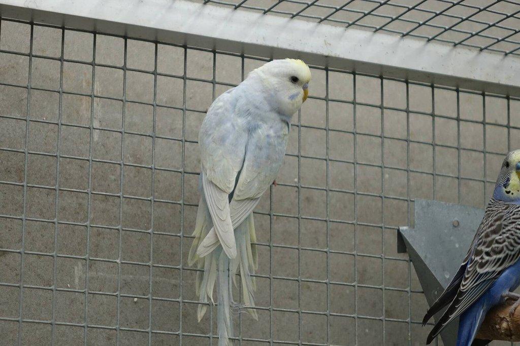 Prodám mladé andulky