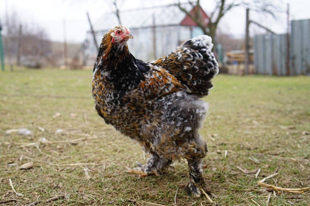 Brahmánky porcelánové🥚 (násadová vejce)