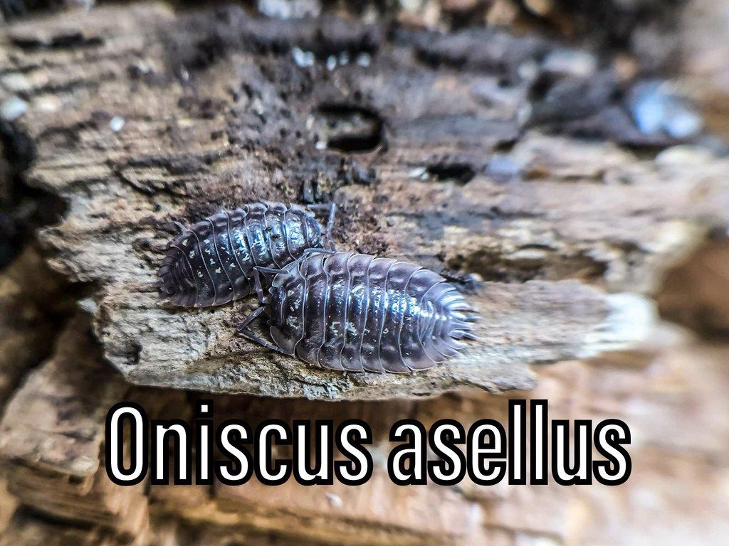 Isopody, mnohonožky, chvostoskoci ŽE 6.9., posílám
