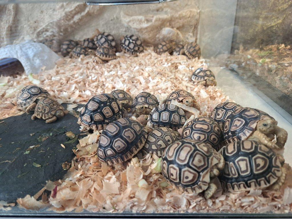 Želva pardálí (Stigmochelys pardalis)