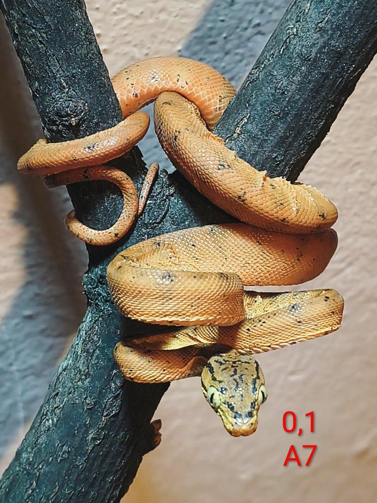 G. boulengeri, C. hortulanus, P. o. lindheimeri