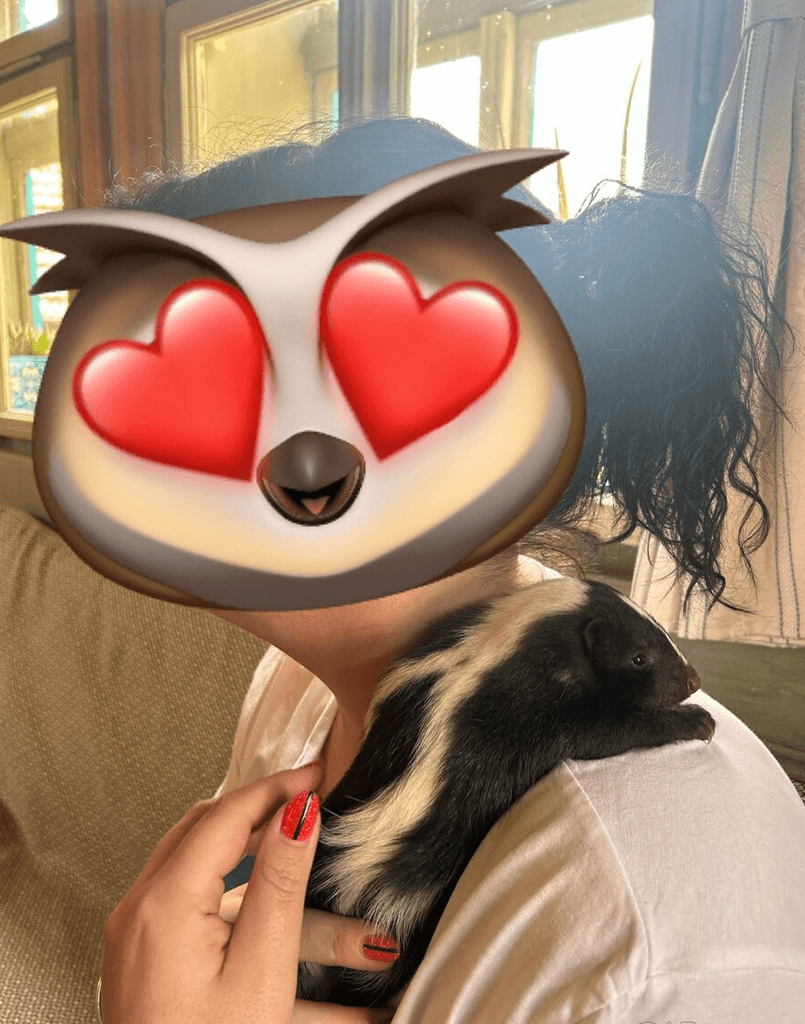 Skunk pruhovaný - 2025