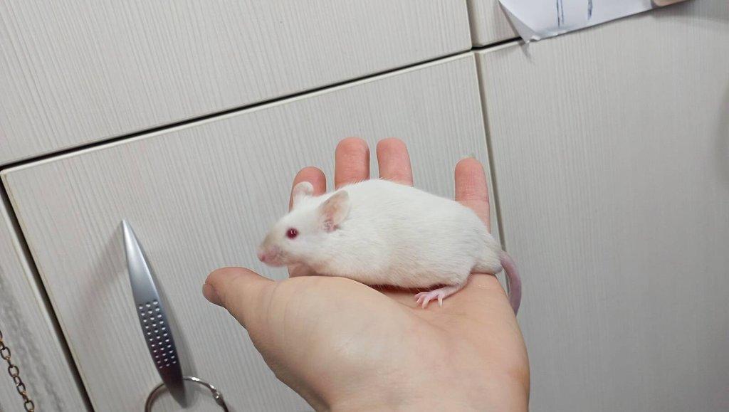 Myš, myši, barevné myšky, i bílé na zkrm