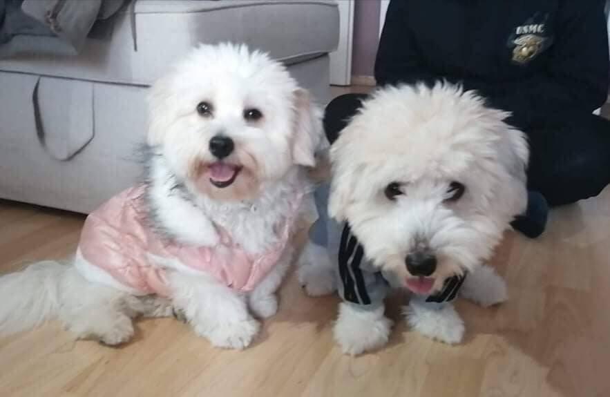 Nabízíme štěňátko coton de tulear