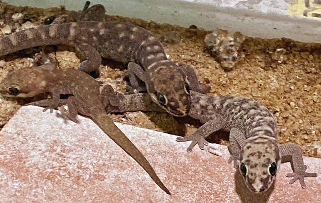 Pachydactylus punctatus