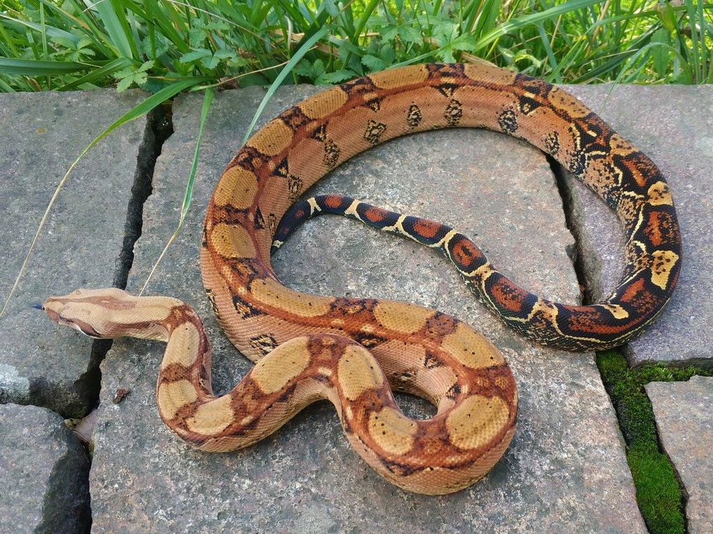 Boa imperator - Keltic VPI Sunglow, Aztec VPI Sunglow