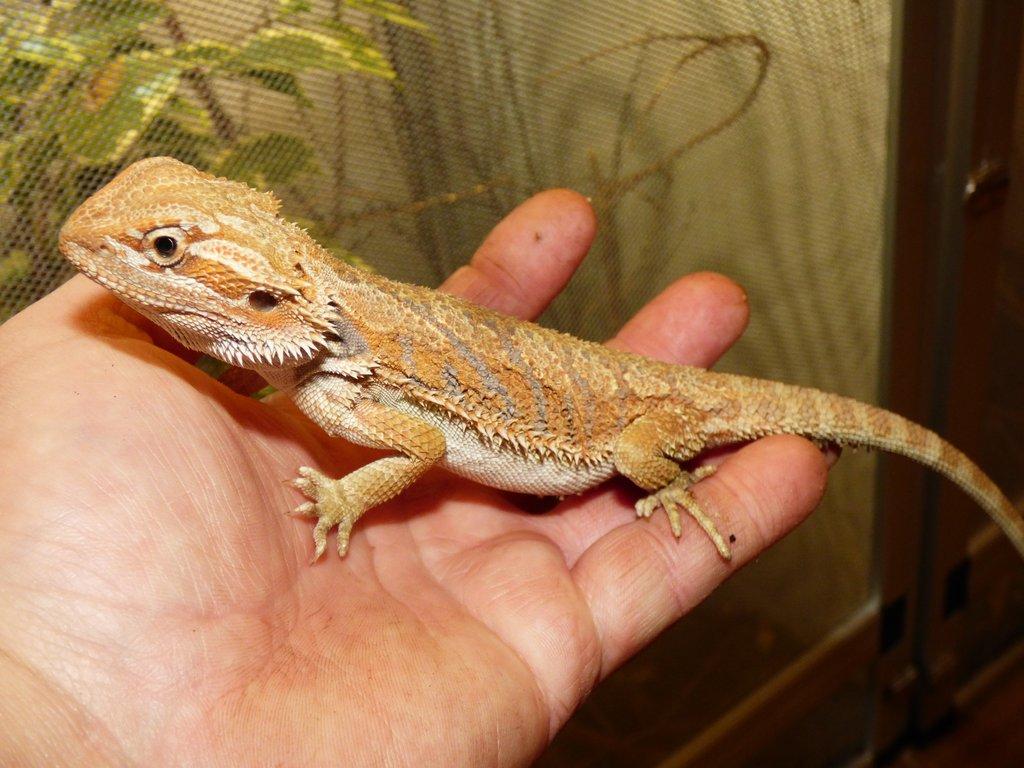 Agama vousatá (Pogona vitticeps)