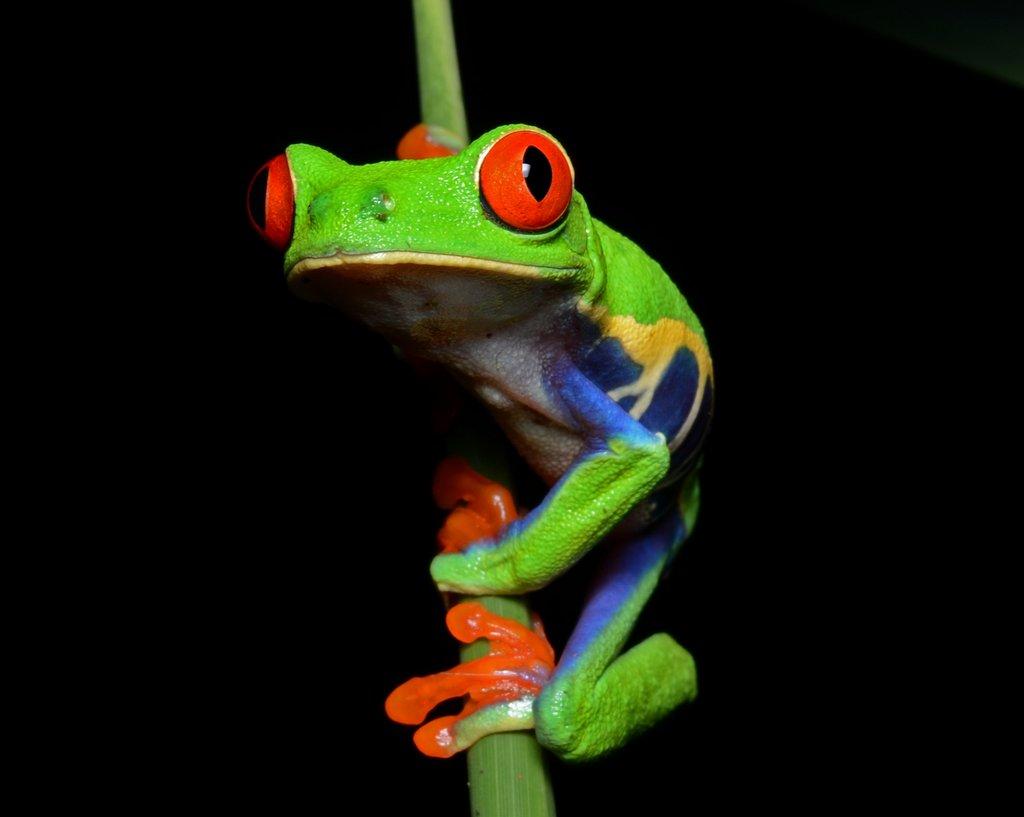 (Agalychnis callidryas) Listovnice Červenooká