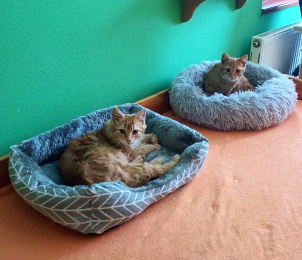 Kocourek Hubert hledá nový domov