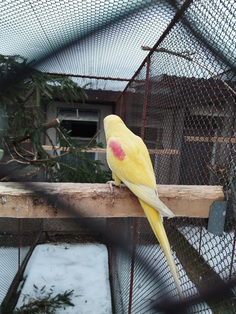 Alexandr velký lutino