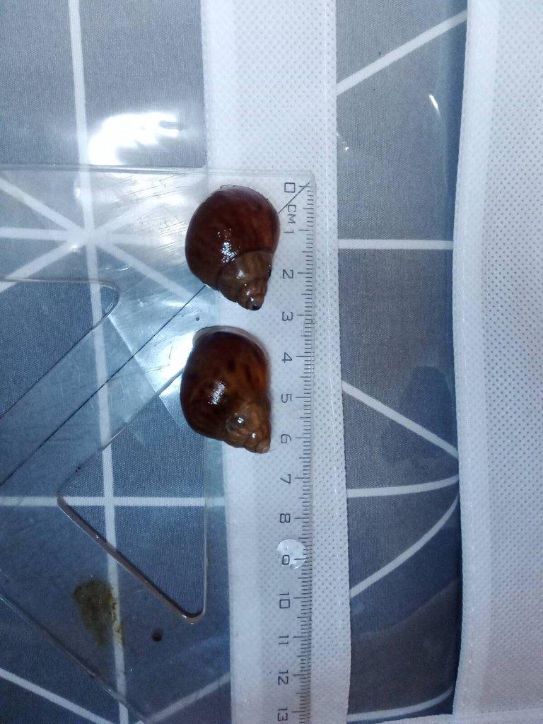 Šnek Achatina Achatina Nigeria Albino body