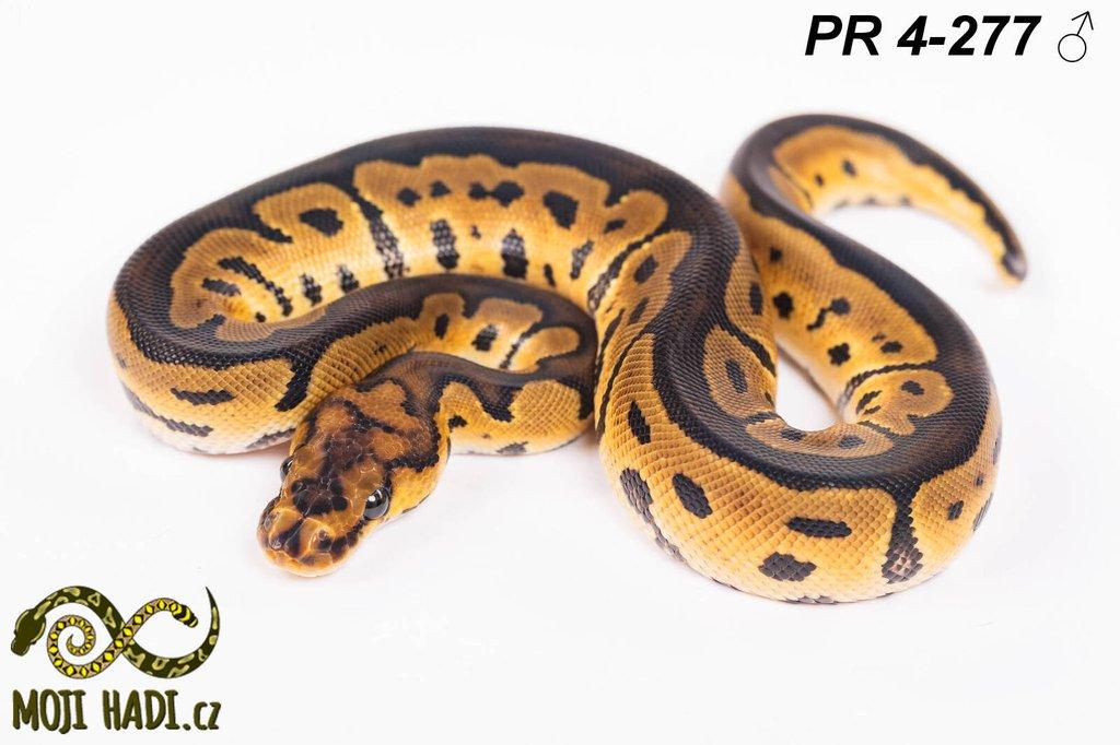 Krajta královská - Python regius