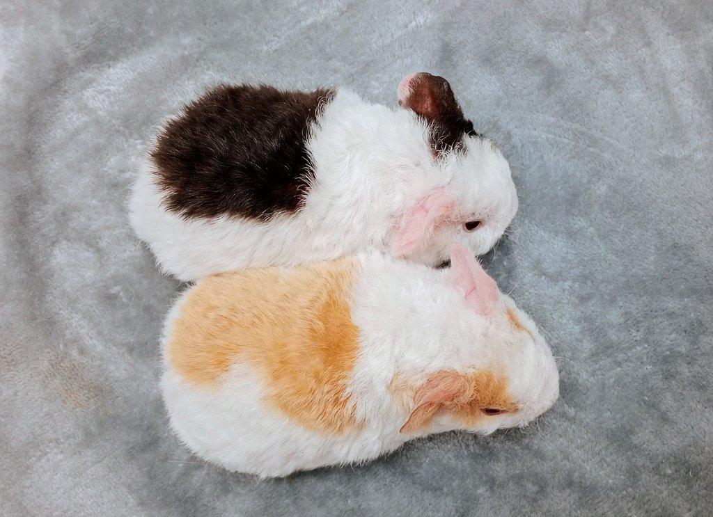 Morče US Teddy na prodej