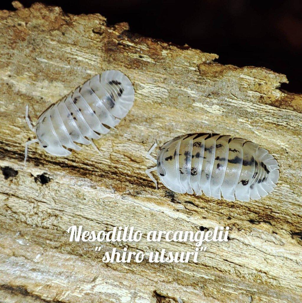 Obrovská sbírka isopod