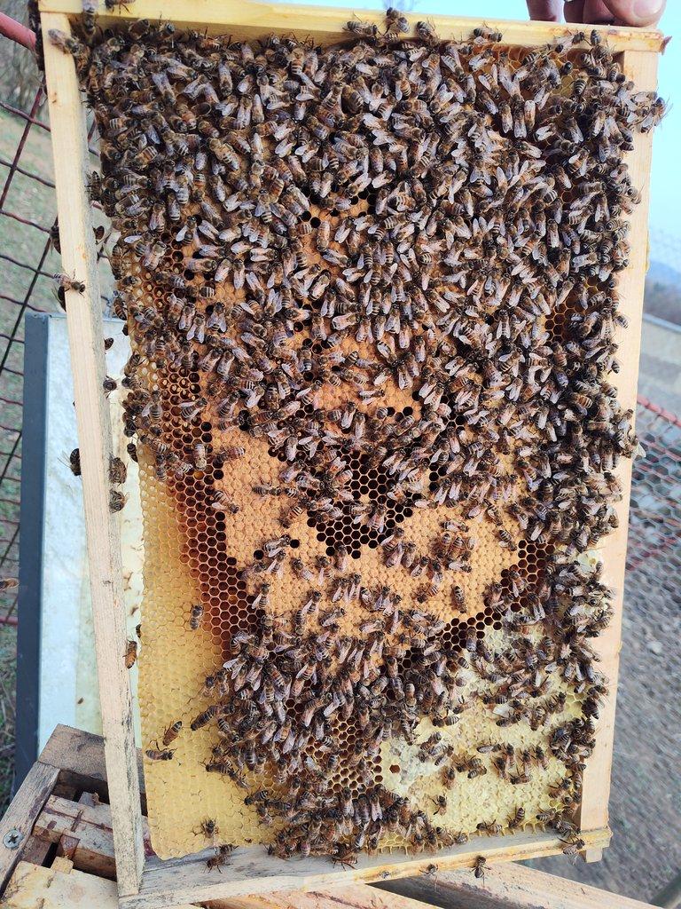 Prodej vyzimovaných včelstev Buckfast