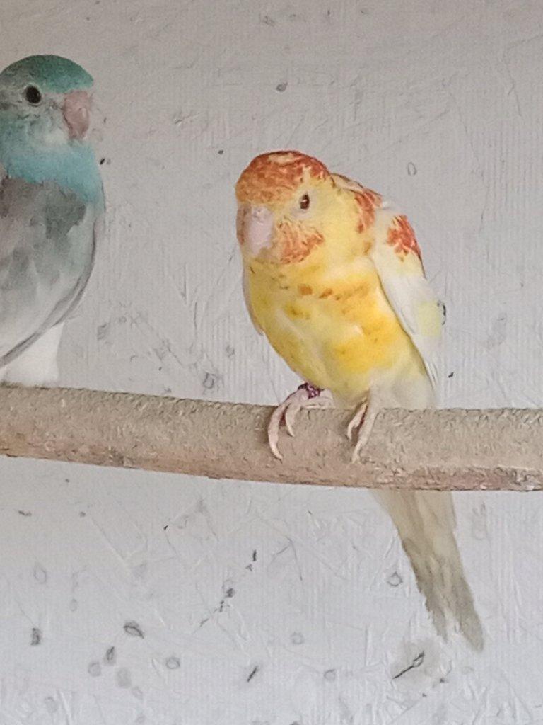 Prodám  papoušek zpěvavý