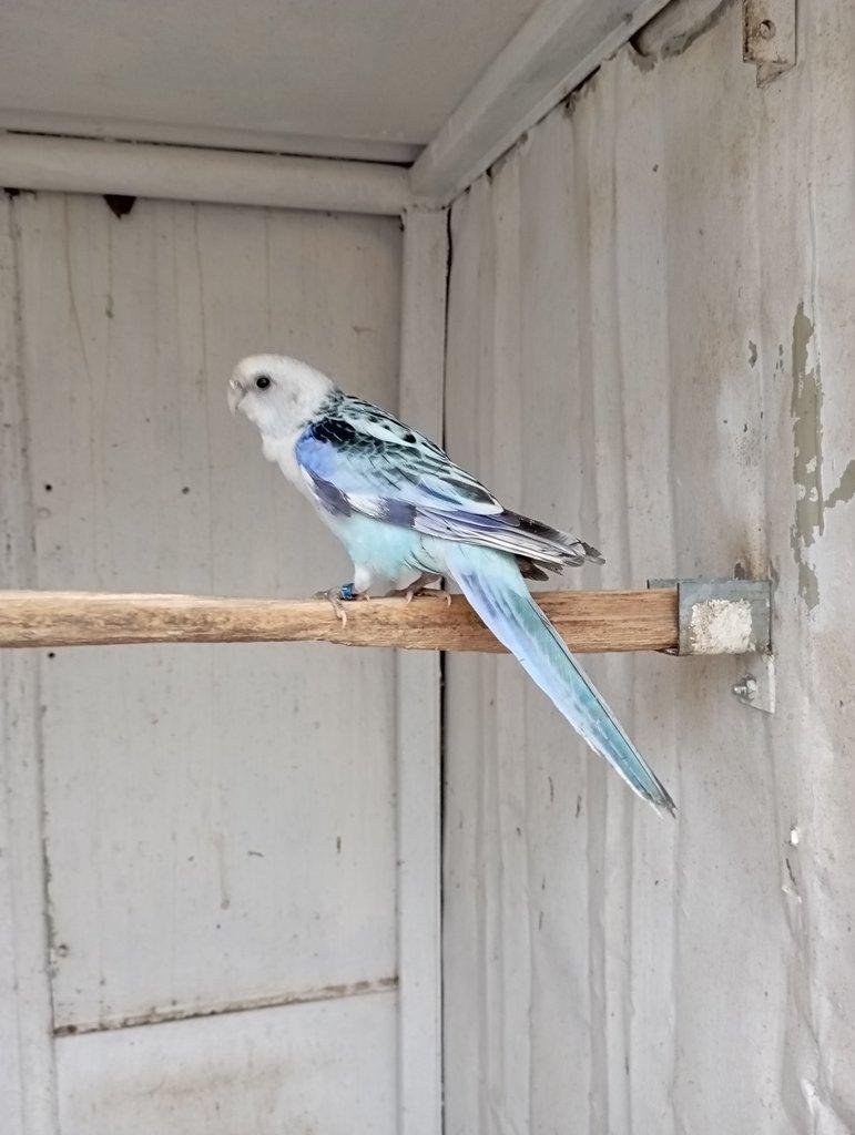 Rosela pestrá černá, modrá, zlatá