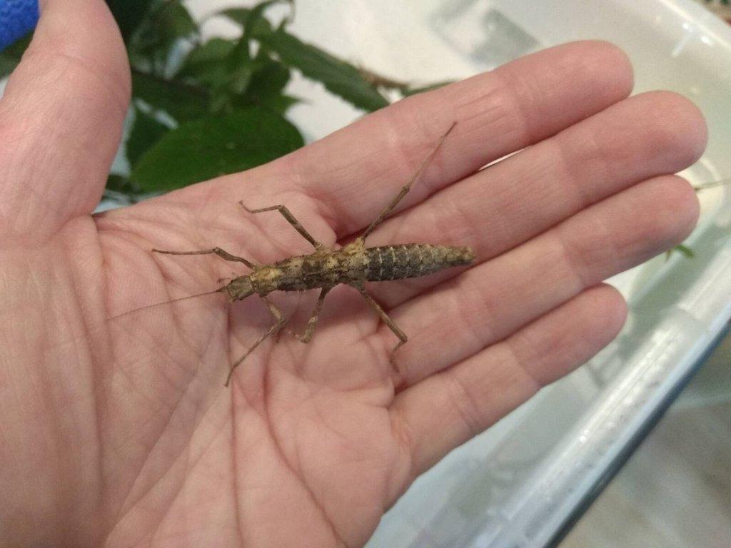 Strašilky a Pakobylky