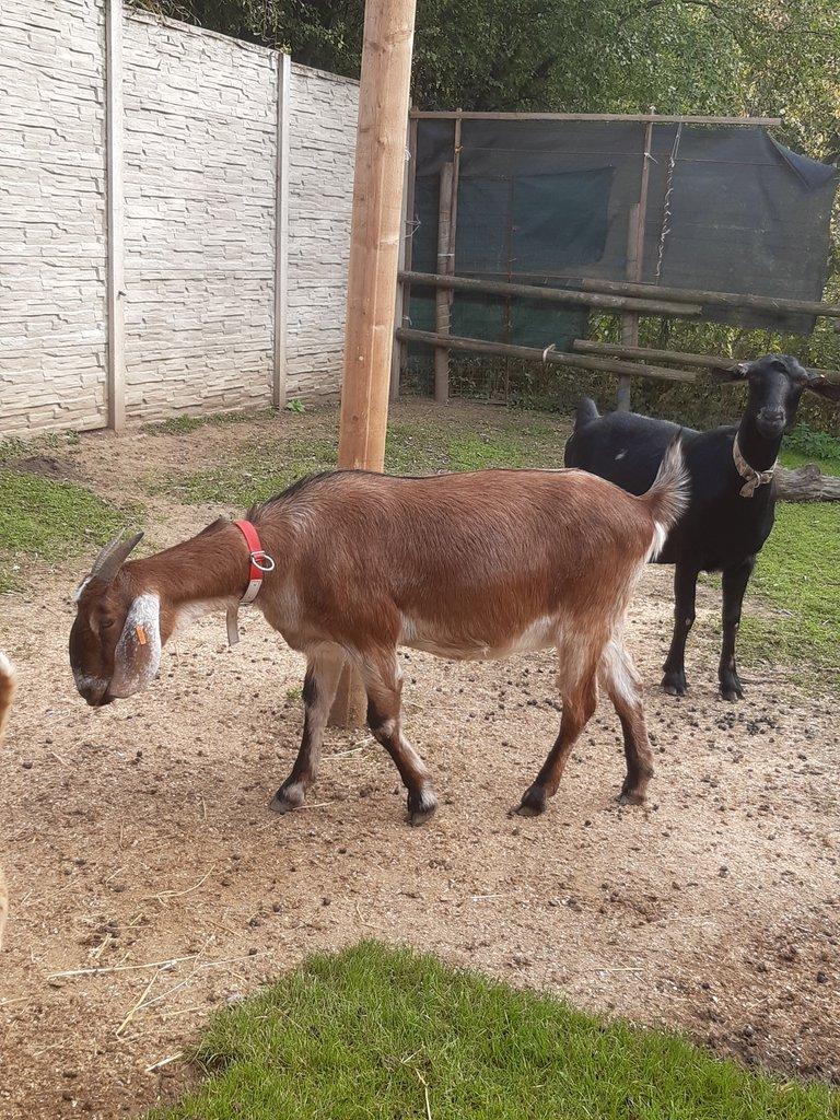 Anglonubijská koza podílová s POP