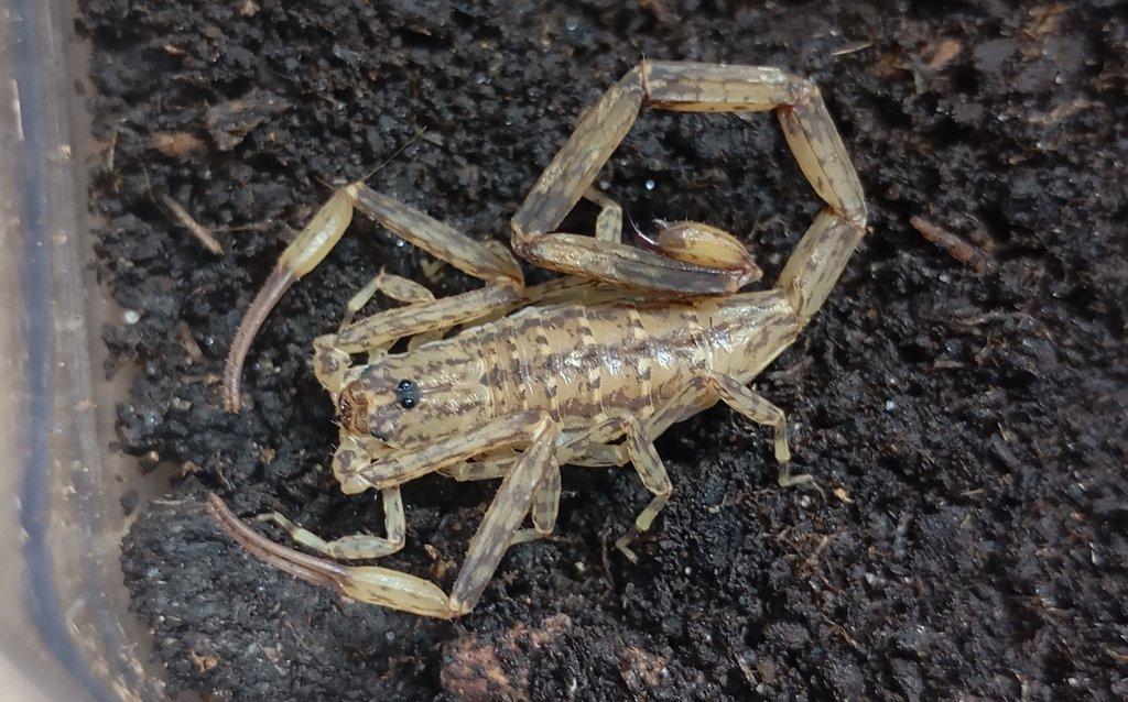 Isometrus maculatus
