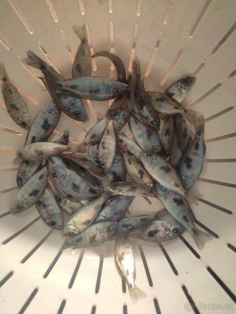 CYRTOCARA MOORII - BLUE DOLPHIN