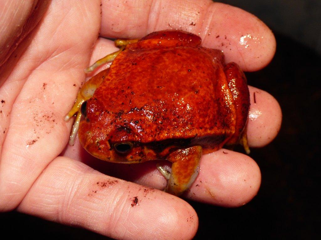 Parosnička rajská (Dyscopus guinetty)