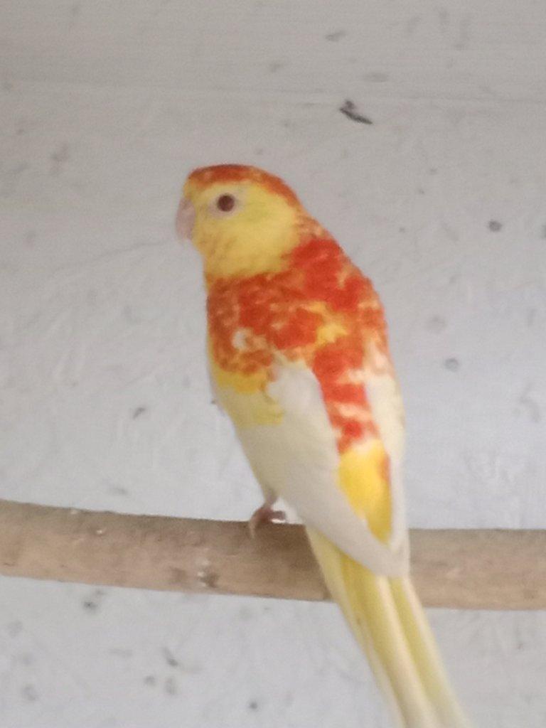 Prodám  papoušek zpěvavý