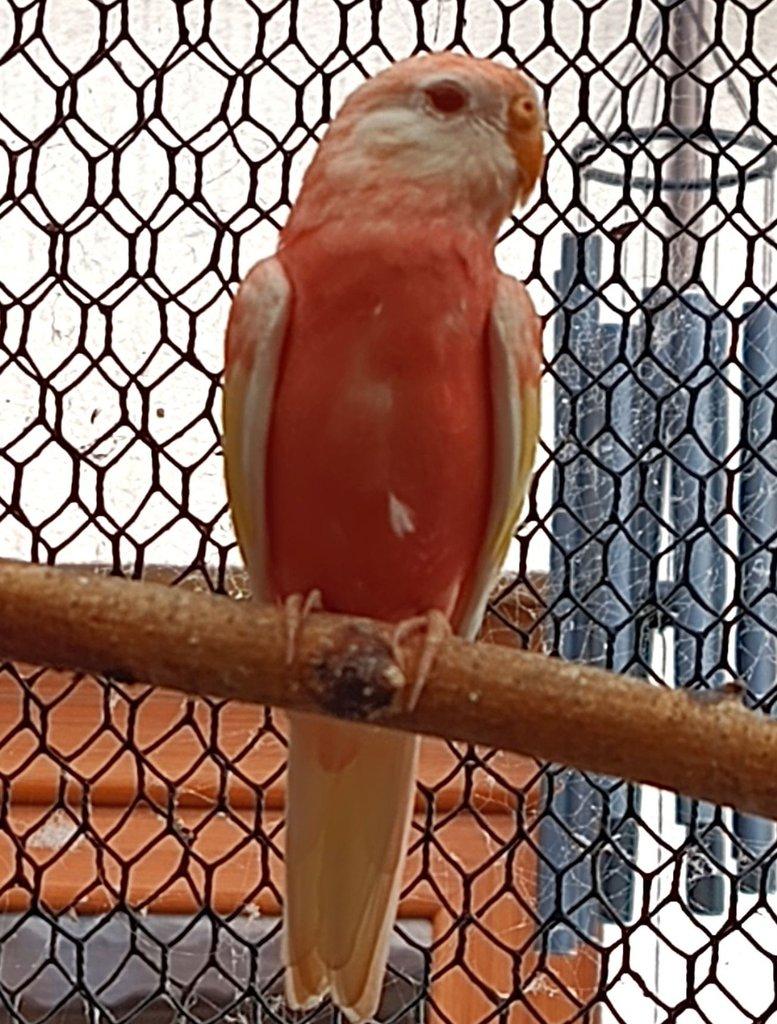 1,0 meoféma bourek rubino