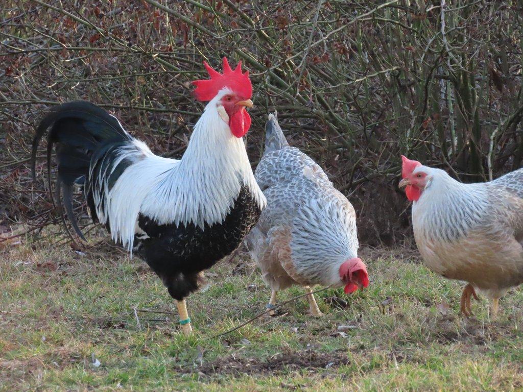 Vlaška stříbrně zbarvená