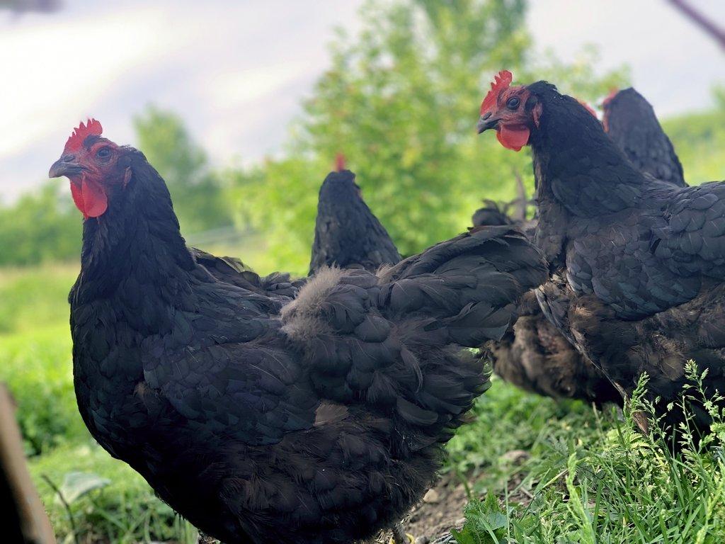 Žerzejský obr, Rodajlendka, Brahmánka porcelánová, Mechelenka🥚 (násadová vejce)