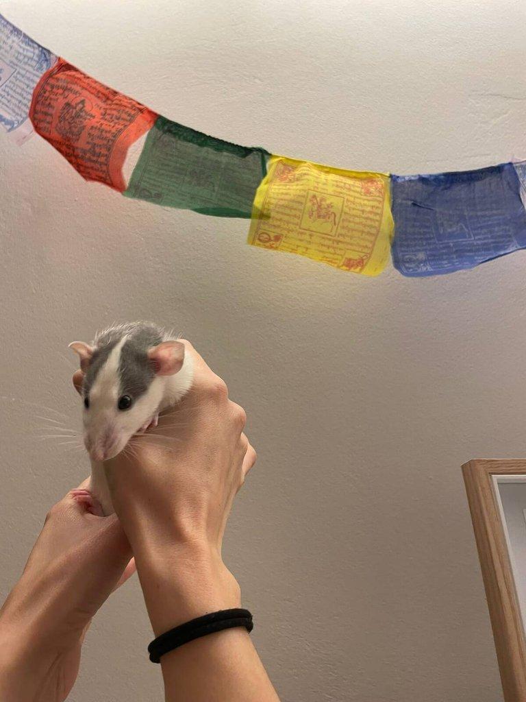 Daruji potkany ( 2 samce, 2 samice) (Husky x Dumbo)