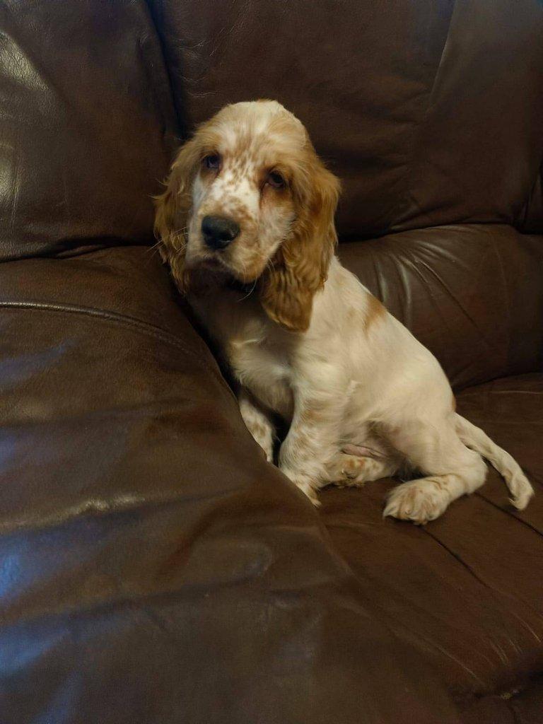 Anglický kokršpaněl barevný pejsek